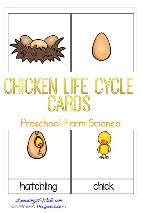 Life Cycle Of A Chicken For Kids Lesson Plan