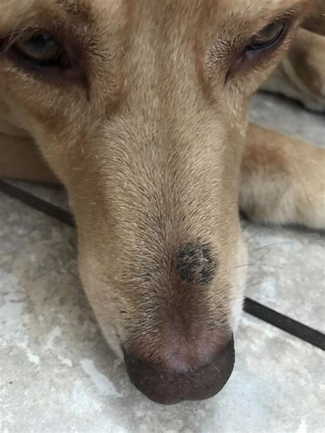 My Dog Suddenly Has A Black Scab Like Lesionlump On His Snout Above