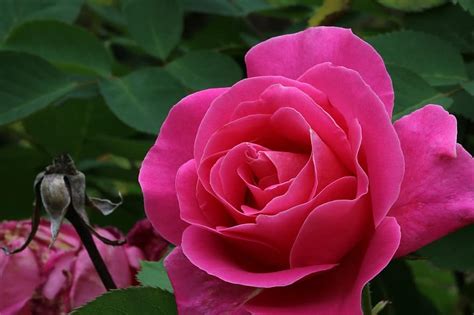 Rózsa Növények Virágok Természet Rózsaszín Virág Kert Tavaszi