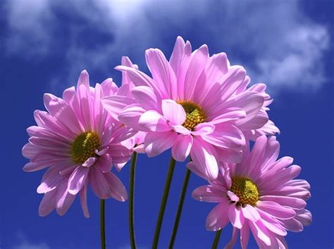 Beautiful blue, yellow and pink fresh daisy flower like picture. beautiful pink daisy photo.jpg