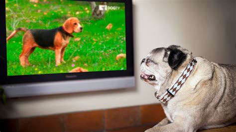 Comcast Debuts On Demand Streaming For Pooches