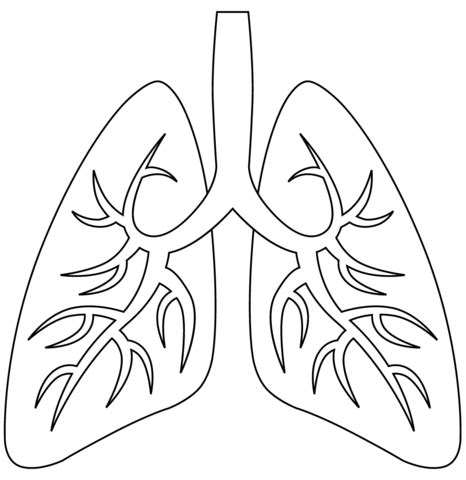 Lungs Coloring Page Lungs Drawing Free Printable Coloring Pages