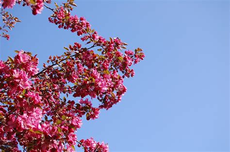Kirsebær Blomster Blomstre Gratis Foto På Pixabay