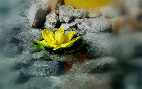 Free Images Water Nature Rock Blossom Light Blur