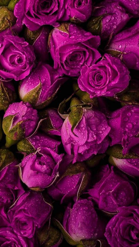 Purple And Pink Roses Wallpapers Top Free Purple And Pink Roses