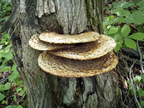 60 Best Mushrooms Of Missouri Images On Pinterest Fungi