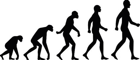 Royalty Free Human Evolution Clip Art Vector Images And Illustrations