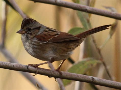 Sparrows San Diego Birding