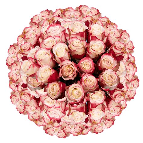 Fresh cut flowers delivery singapore. 150 X Long Stems of White with Pinkish Red Sweetness Roses ...