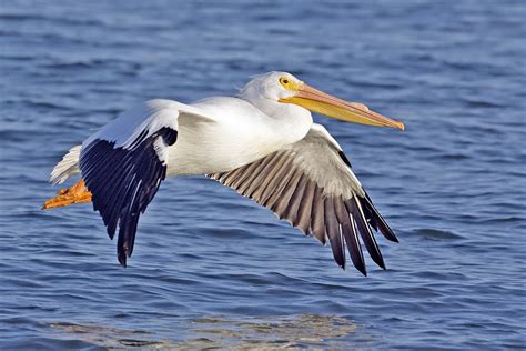 The White Pelican Bird Facts With New Photographs The Wildlife