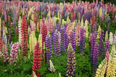 Silver Falls Seed Company Lupine Russell Mix