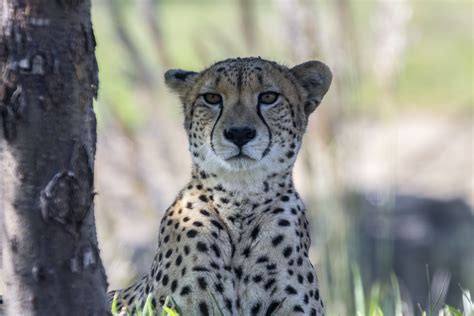 Cheetah Free Stock Photo - Public Domain Pictures