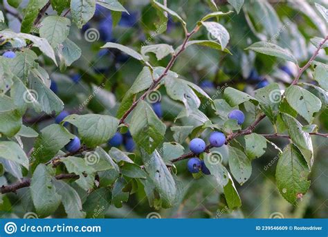 Wild Plum Tree With Fruit On A Branches Stock Image Image Of Sloe