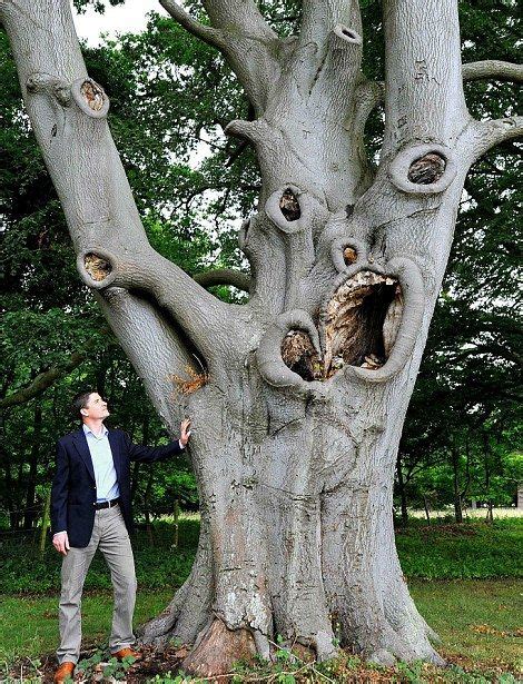 10 Scary Looking Trees That Will Make You Scream Weird Trees Tree