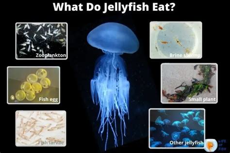 What Do Jellyfish Eat 5 Super Interesting Facts About Jellyfish