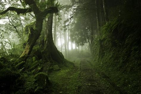 15 Bosques Misteriosos En Los Cuales Dan Ganas De Perderse Mystical