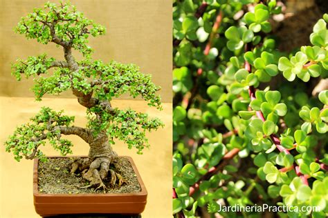 Árbol De La Abundancia Cuidados Y Consejos Plantas