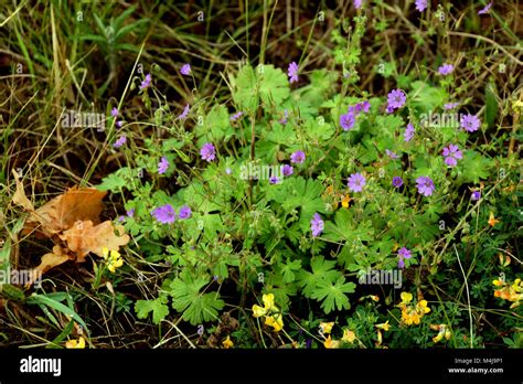 Small Flowered Cranesbill Geranium Pusillum Stock Photo Alamy