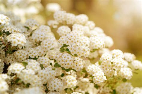 White Spring Flowers Background With Spiraea Cantoniensis Blooming