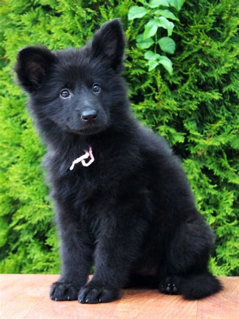 Find black german shepherds in dogs & puppies for rehoming | 🐶 find dogs and puppies locally for sale or adoption in ontario : German Shepherd Dog | Wolf dog puppy, Wolf dog, Black ...