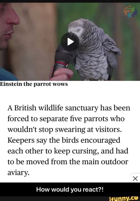 Einstein The Parrot Wows A British Wildlife Sanctuary Has Been Forced To Separate Five Parrots