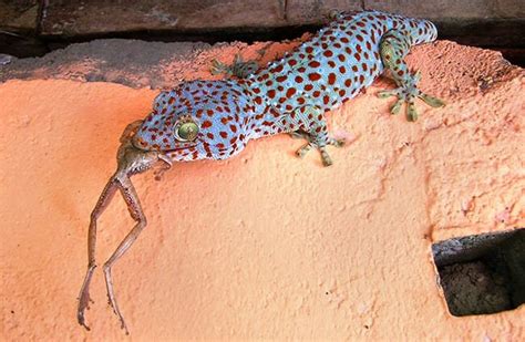 Tokay Gecko Description Habitat Image Diet And Interesting Facts