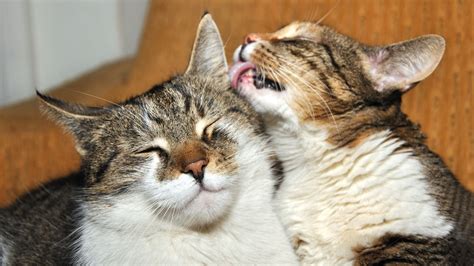 Conozca El Significado De Los Extraños Sonidos Que Emiten Los Gatos