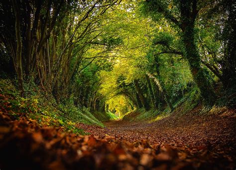 Halnaker Tree Tunnel In Autumn The Beautiful Halnaker Tree Flickr