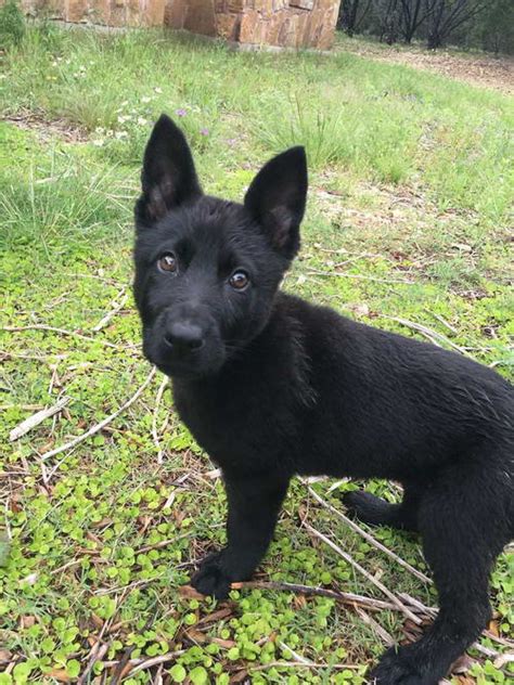Black Short Haired German Shepherd Puppies | PETSIDI