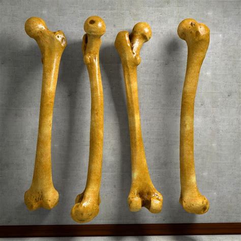 19 Awesome Femur Bone 3d Model Vanities Mockup