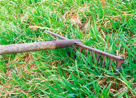 How To Dethatch A Lawn Spring Lawn Care 7 Steps To Revive Your