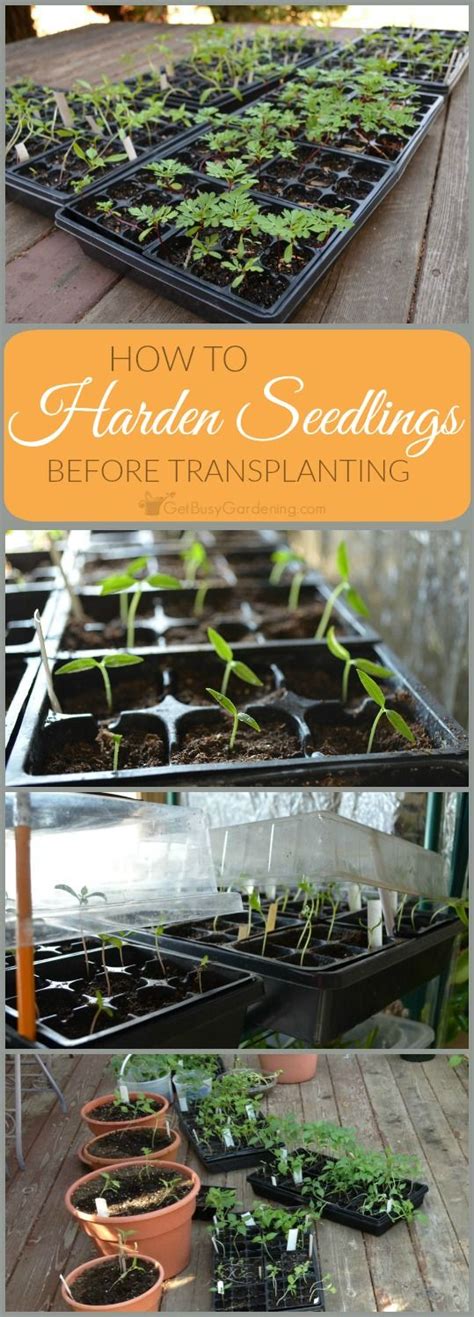 How To Harden Off Seedlings Before Transplanting Hardening Off