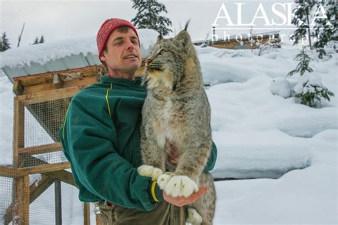 Cats Of Alaska Alaskaguide