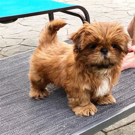 50 Discount Sales Shih Tzu Puppy Cute Dogs Baby Dogs