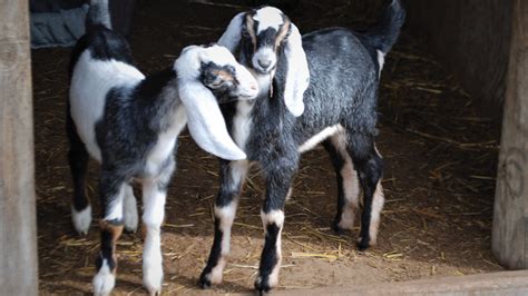 Nubiangoats Hobby Farms