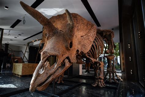 The Skeleton Of The Worlds Biggest Triceratops Goes On Sale