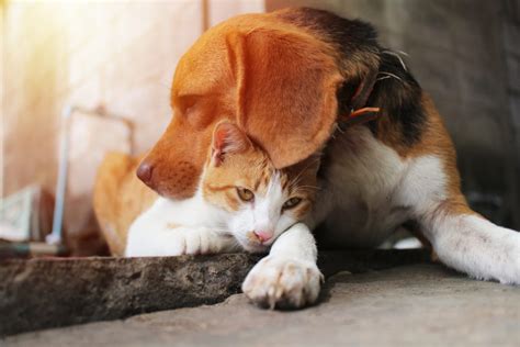 6 Dogs That Get Along With Cats Union Lake Pet Services