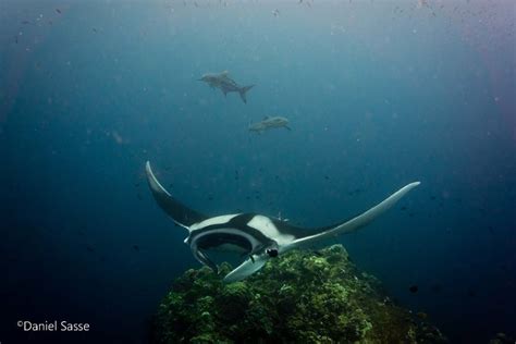 Manta Ray 17 Scuba Diving Thailand Underwater Photographer Manta Ray