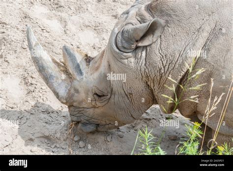 Close Up Portrait Of Rhino Profile Rhino In The Dust And Clay Walks