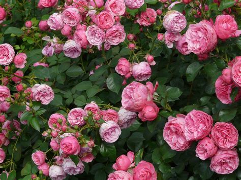 Best Disease Resistant Roses Old Farmers Almanac