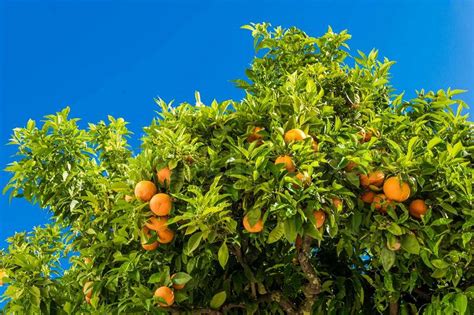 Tangerine Tree Oranges On A Citrus Tree Clementines Ripening On Tree
