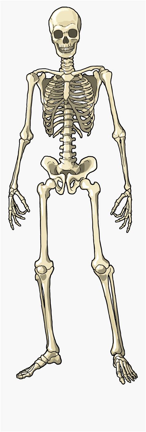 Skeleton Full Body Png Free Transparent Clipart Clipartkey