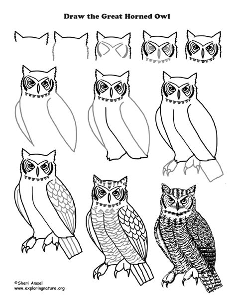 Great Horned Owl Line Drawing
