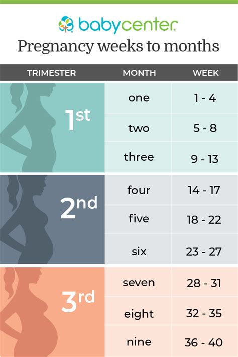 illustrated chart detailing how to count your pregnancy in trimesters months and weeks