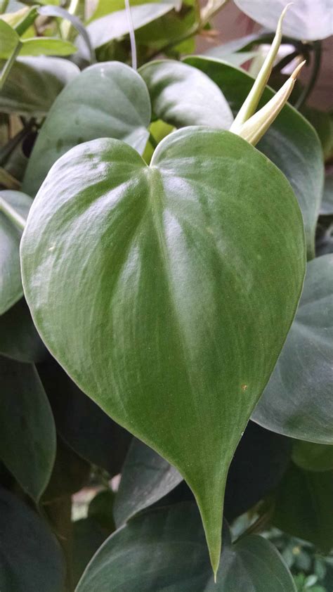 Heartleaf Philodendron Houseplants By Studleys