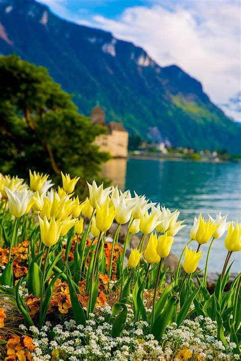 Lake Geneva Yellow Tulips Of Switzerland Spring Time Flowers With