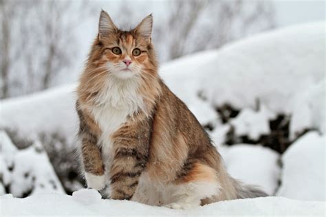 Norwegian Forest Cats Personality Characteristics Colours And Facts
