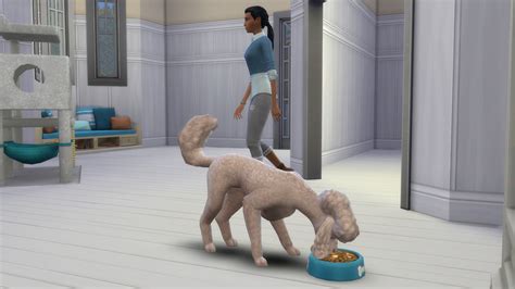 Ciekawostki Z The Sims 4 Psy O Koty Informacje Od Producentów Dotsim