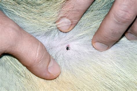 Lyme Disease In Dogs Great Pet Care