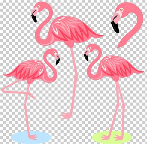 Flamingo Bird Illustration Png Clipart Art Balloon